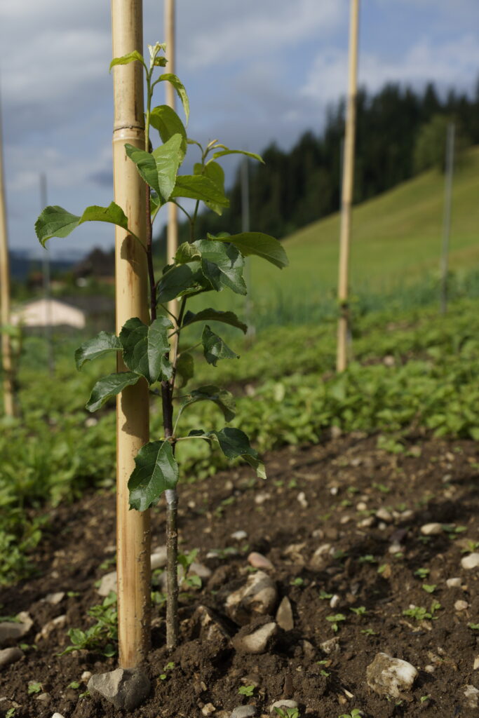 Obstbaum, Bio-Baum, Hochstam, Bio-Baumschule