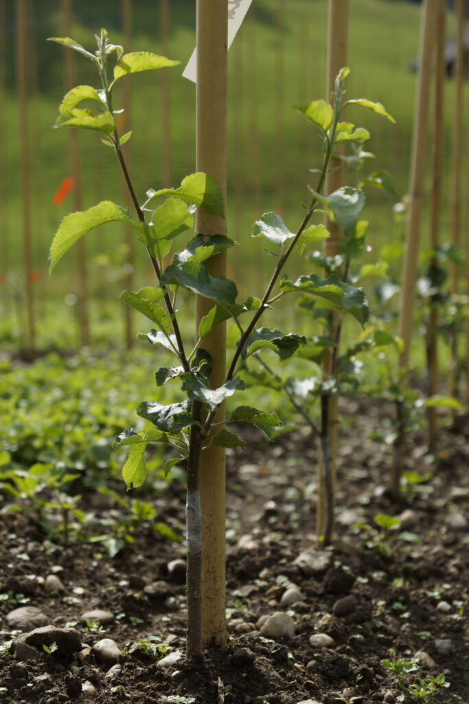 Obstbaum, Bio-Baum, Hochstam, Bio-Baumschule