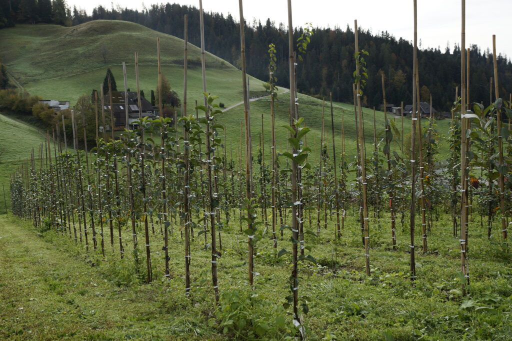 Obstbaum, Bio-Baum, Hochstam, Bio-Baumschule