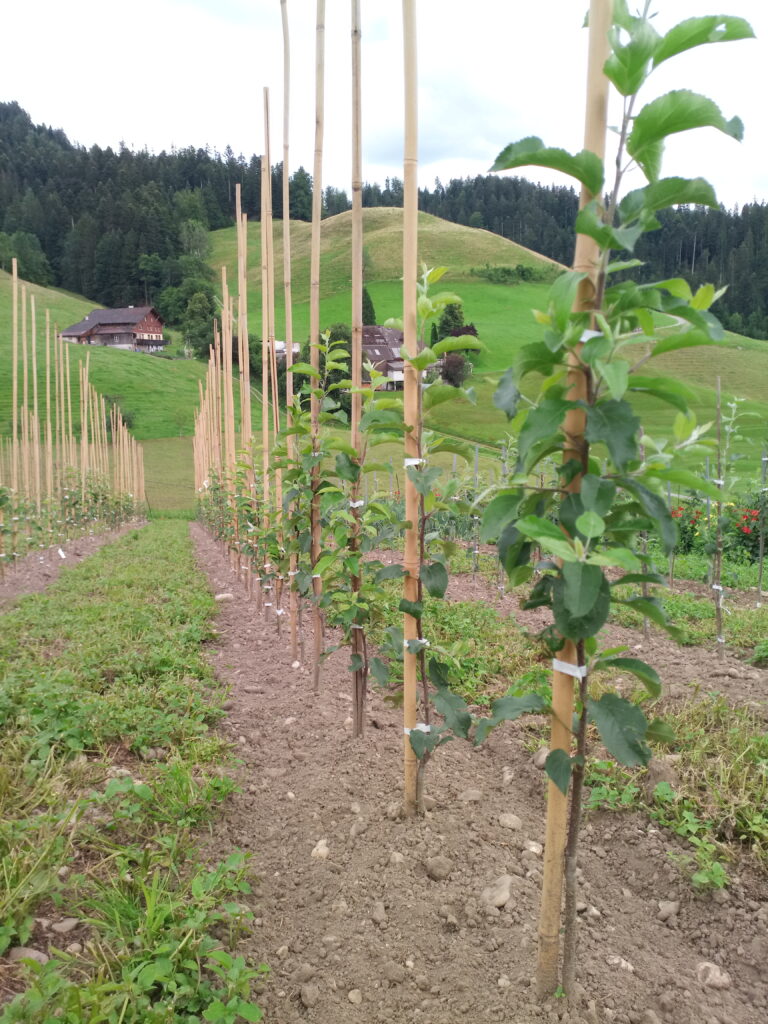 Obstbaum, Bio-Baum, Hochstam, Bio-Baumschule